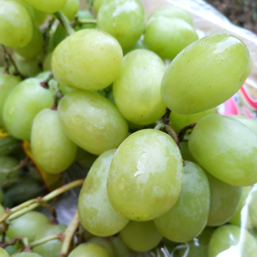 澳洲棉花糖青提