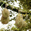 榴莲 马来西亚高山老树猫山王 D197 （ 购买前请看详情） 商品缩略图11