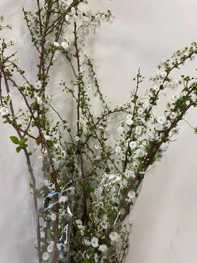 配花-重瓣雪柳花