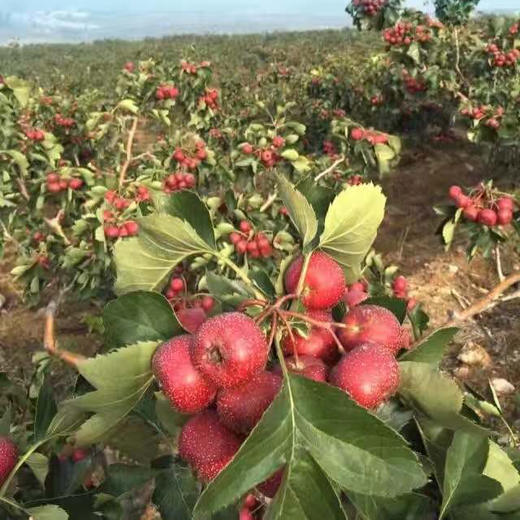 沂蒙山 山楂条500g*3袋/桑椹山楂条400g*3袋/混装 商品图14
