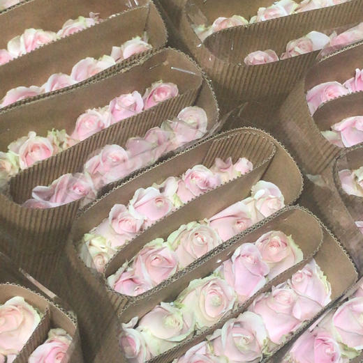 粉红雪山 60Cm 商品图2