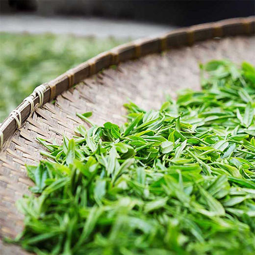 明前老树龙井群体种产自杭州千岛湖鸠坑产区明前头采茶每一口都是鲜嫩