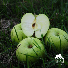 生态王林苹果 | 合作生产*Eco-Wanglin apple | Coproduction