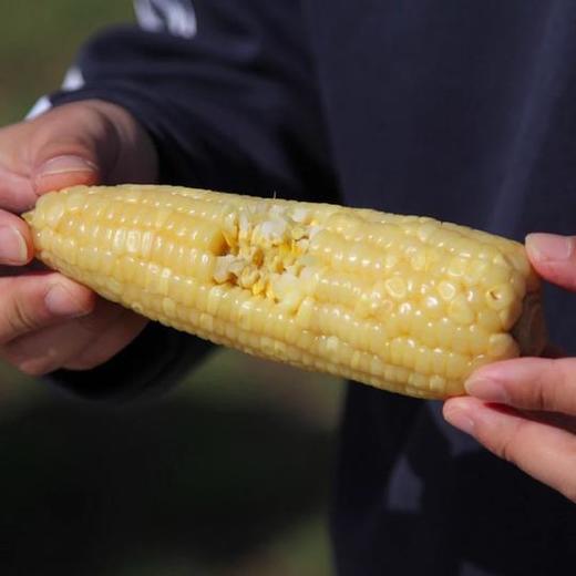 【推荐】高叶酸 甜糯玉米  265项农残检测为0 /东鲁 商品图1