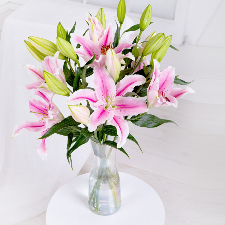 百合花 好看耐养的百合花 红 粉 白 黄多色可选 百合具有百年好合美好家庭