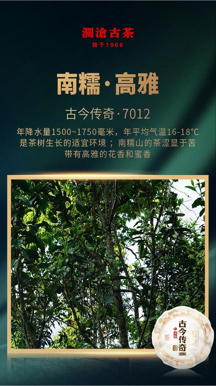 澜沧古茶古今传奇7012名山古树头春茶纯料普洱茶生茶250g金瓜12