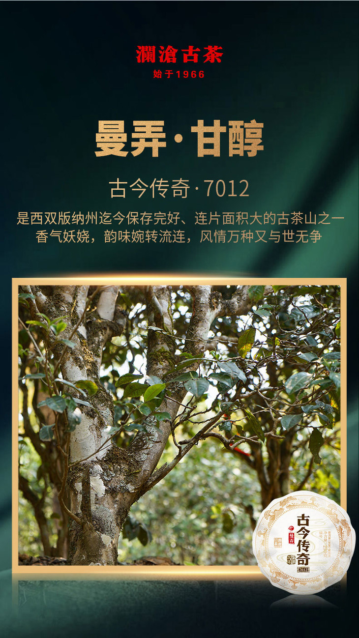 澜沧古茶古今传奇7012名山古树头春茶纯料普洱茶生茶250g金瓜12