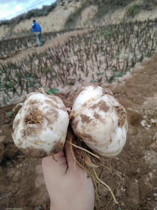 兰州百合 来自兰州的“蔬菜人参” （全国包邮） 商品图2