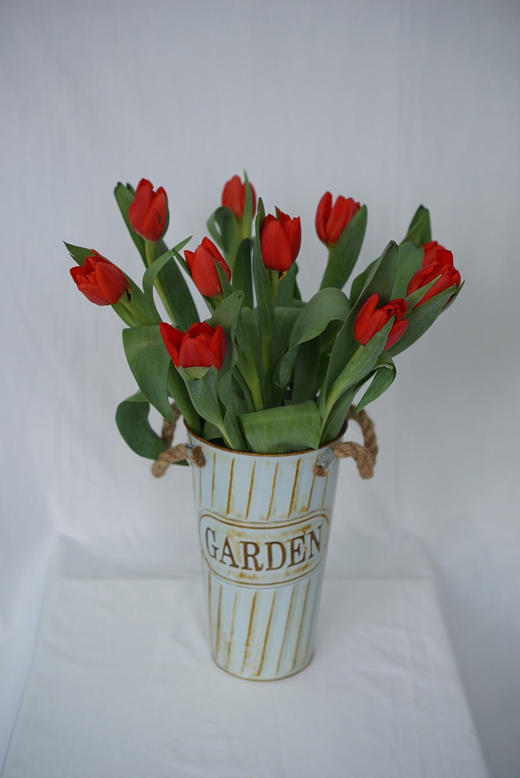 海盛郁金香-红色-10支/扎 商品图1