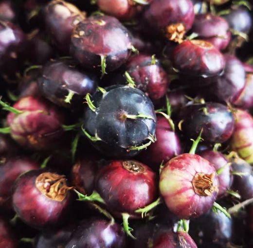 高原红果参(土人参),补气血,花青素高!疏肝润肺!降血脂降胆固醇!