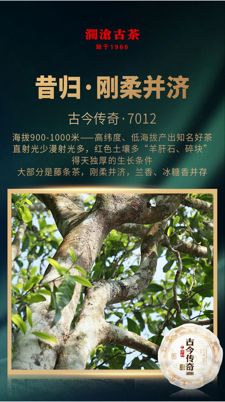 澜沧古茶古今传奇7012名山古树头春茶纯料普洱茶生茶250g金瓜12