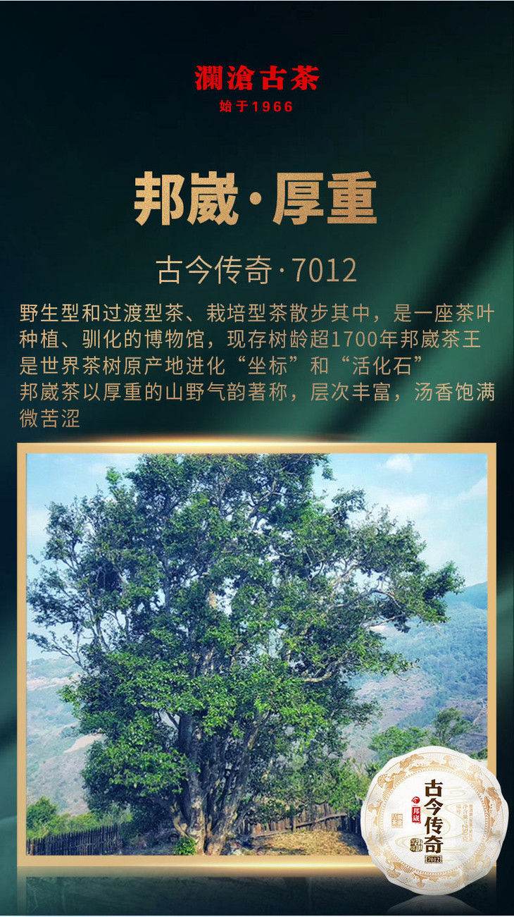 澜沧古茶古今传奇7012名山古树头春茶纯料普洱茶生茶250g金瓜12