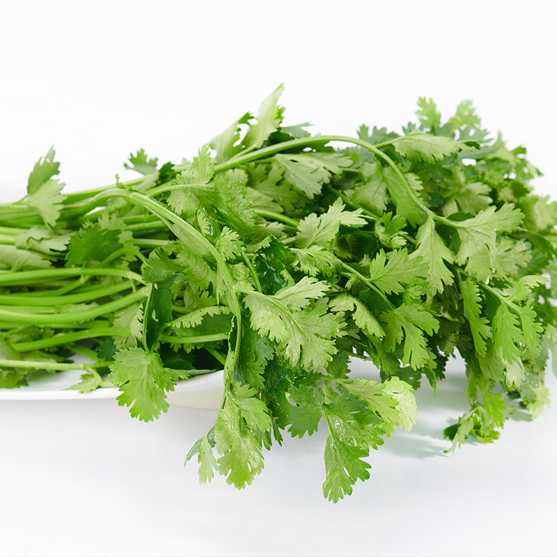 物本源有机香菜