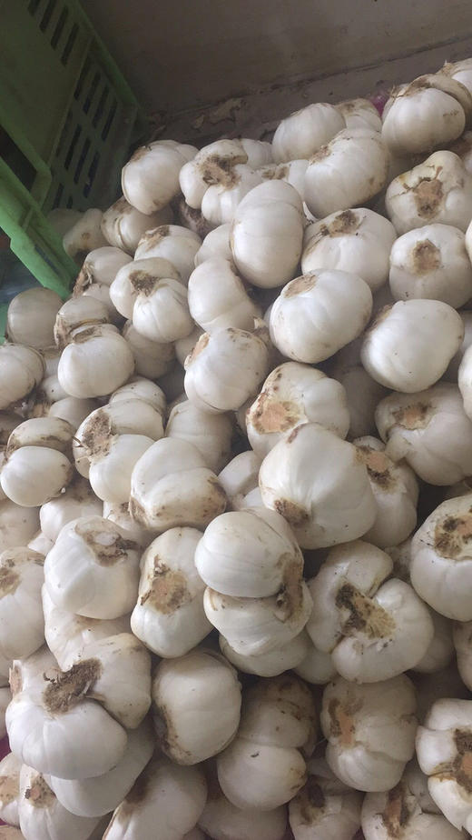 兰州百合 来自兰州的“蔬菜人参” （全国包邮） 商品图4