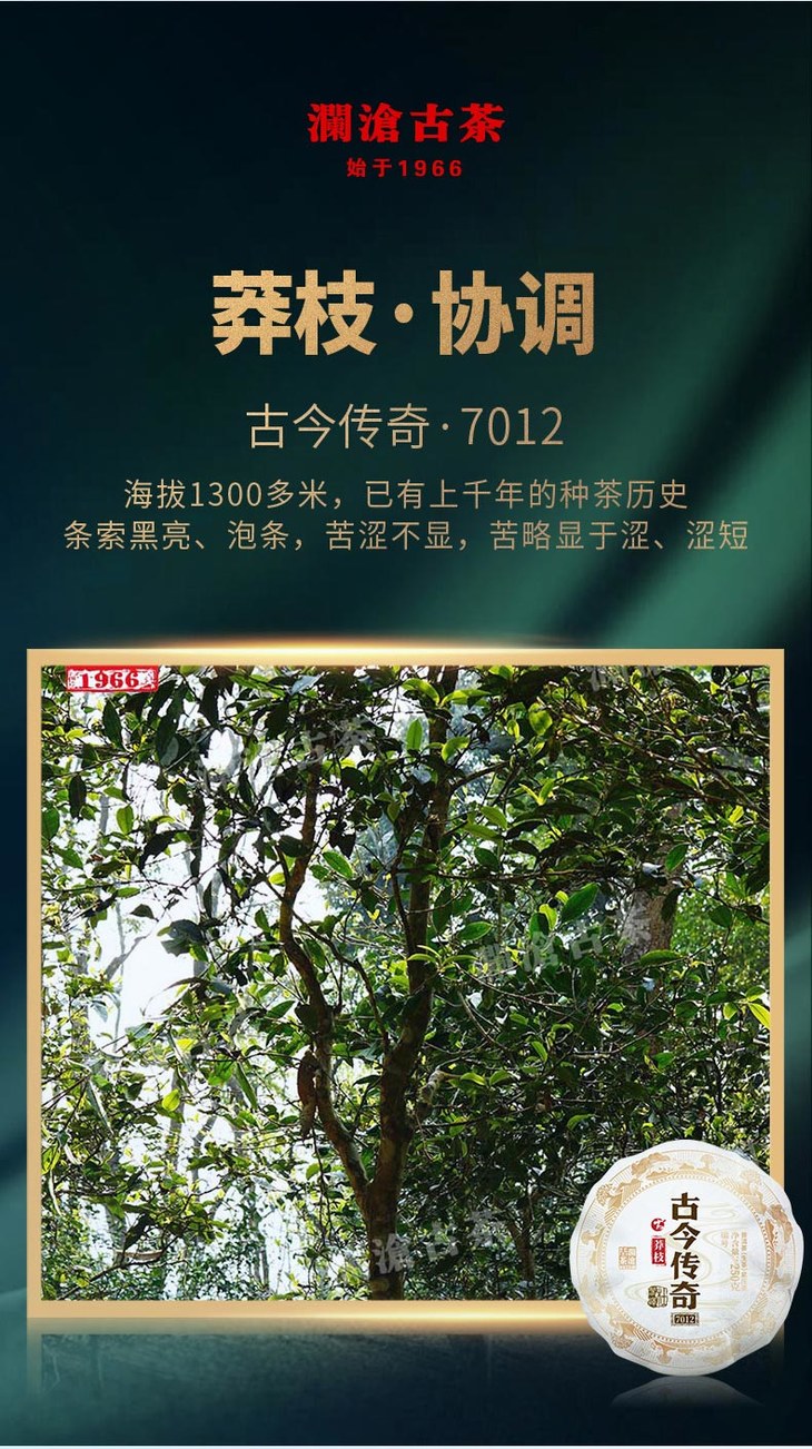 澜沧古茶古今传奇7012名山古树头春茶纯料普洱茶生茶250g金瓜12