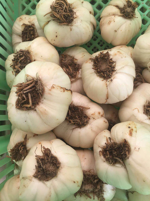 兰州百合 来自兰州的“蔬菜人参” （全国包邮） 商品图3