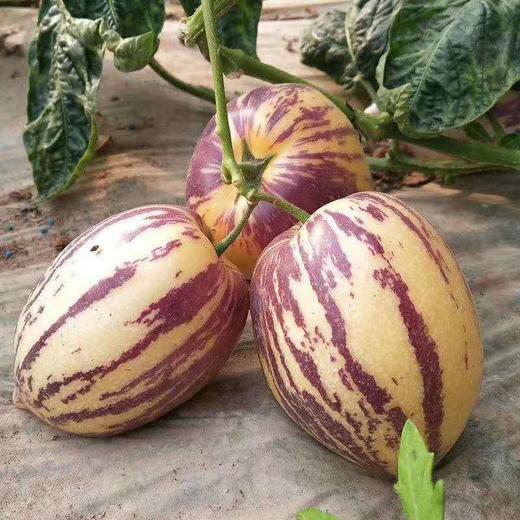 甘肃民勤人参果5kg