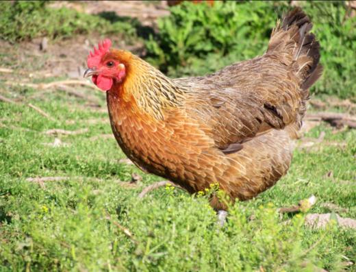 艾叶母鸡，24月龄，净重两斤及以上 商品图0