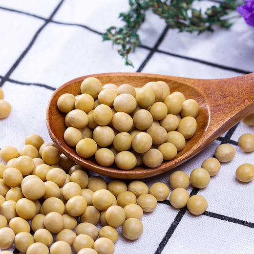 【寒地黑土】东北有机黄豆800g 可打豆浆 发豆芽 大豆 东北 五谷 杂粮 大米伴侣 商品图1