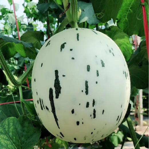 【限时秒杀】【月露蜜瓜】一藤一瓜 香气浓郁 果肉香甜水嫩 甜度怡人