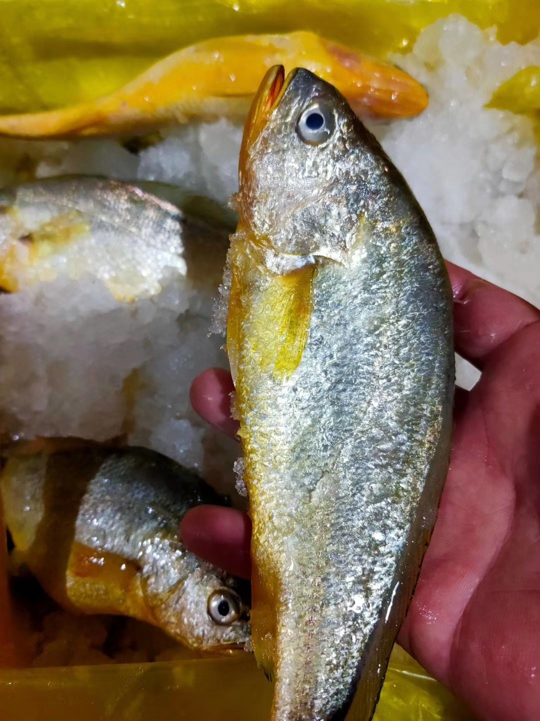 小黄鱼（1斤2条装）//