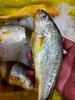 小黄鱼（1斤2条装）// 商品缩略图0