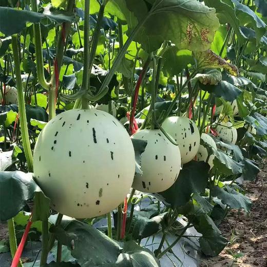 【限时秒杀】【月露蜜瓜】一藤一瓜 香气浓郁 果肉香甜水嫩 甜度怡人