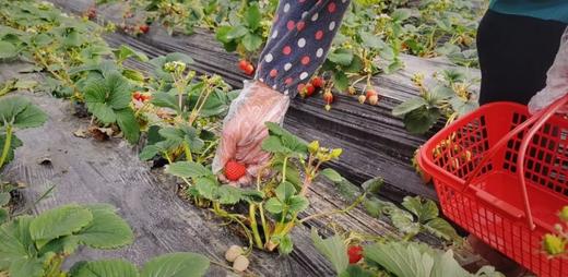 3斤草莓 农场新鲜采摘 门店自提 商品图6