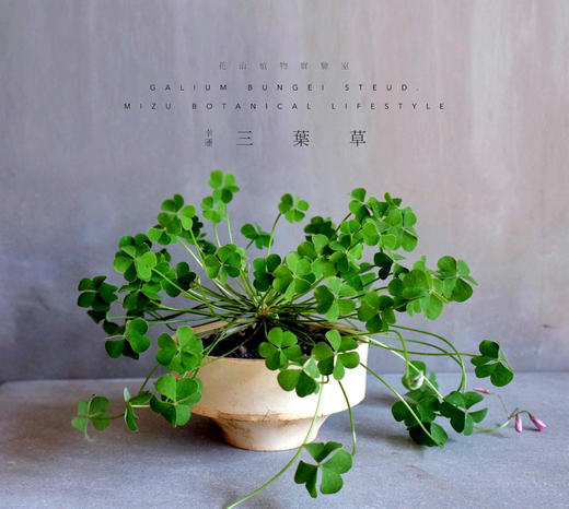 幸运三叶草/多年老桩日式盆景/一物一拍