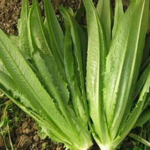 【城·食配】油麦菜  约1斤/份 商品图0