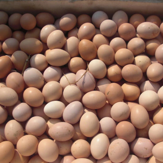 【助农】助销农家土鸡蛋，杂粮散养，营养丰富 商品图3