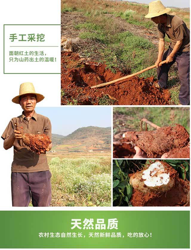 包邮云南灵芝山药金秤砣山药清甜粉糯药食兼用春季滋补