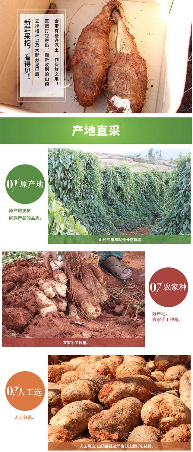 包邮云南灵芝山药金秤砣山药清甜粉糯药食兼用春季滋补