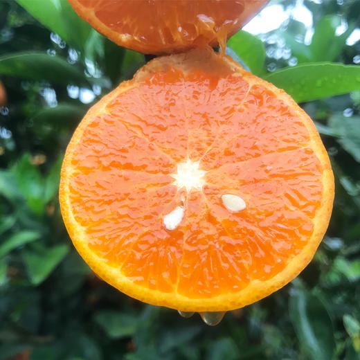 天然汽水味台湾茂谷柑45斤