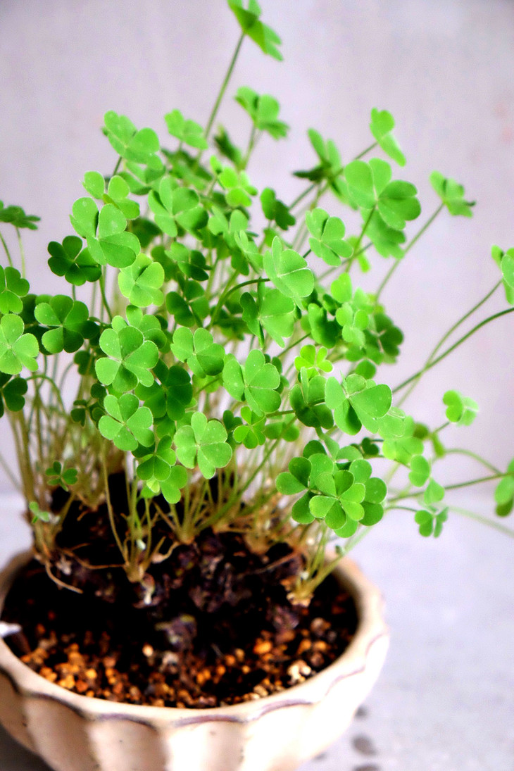 幸运三叶草/多年老桩日式盆景/一物一拍