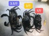 【超大非洲青蟹】 商品缩略图2