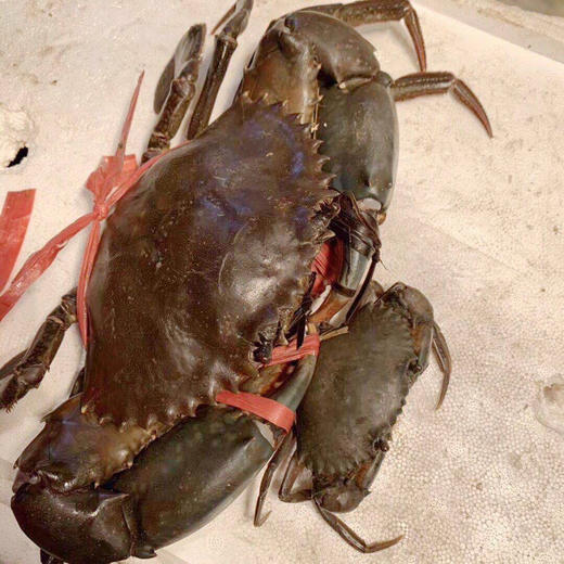 香辣非洲大青蟹xl号800g只