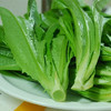 【城·食配】油麦菜  约1斤/份 商品缩略图4