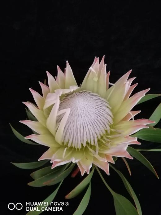 ‘杨月季’品牌-----王帝王（粉色） 商品图0