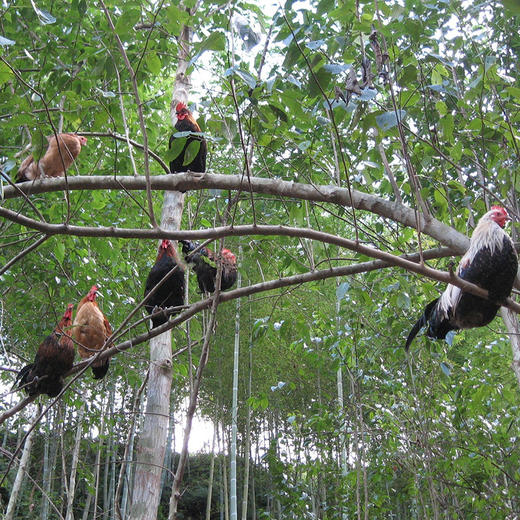 【助农】助销农家土鸡蛋，杂粮散养，营养丰富 商品图5