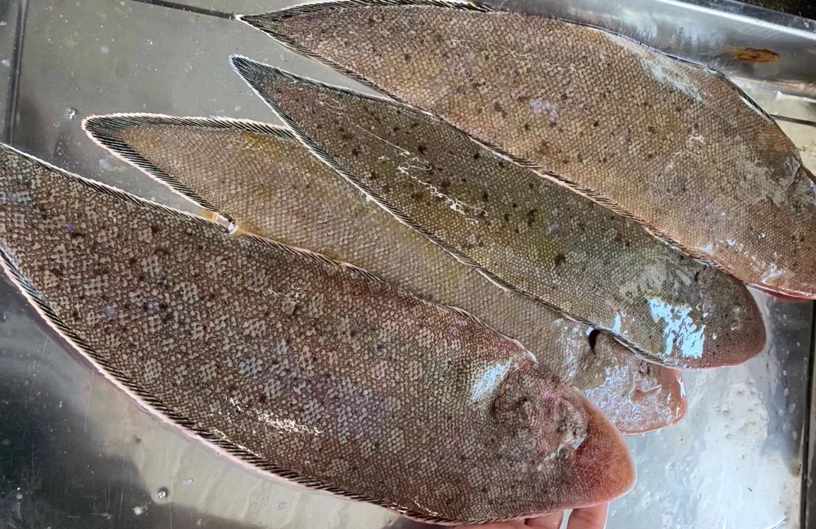 海鲜精选东山海鲜61野生活鲜龙利鱼顺丰冷链肉质以嫩出名没有小刺