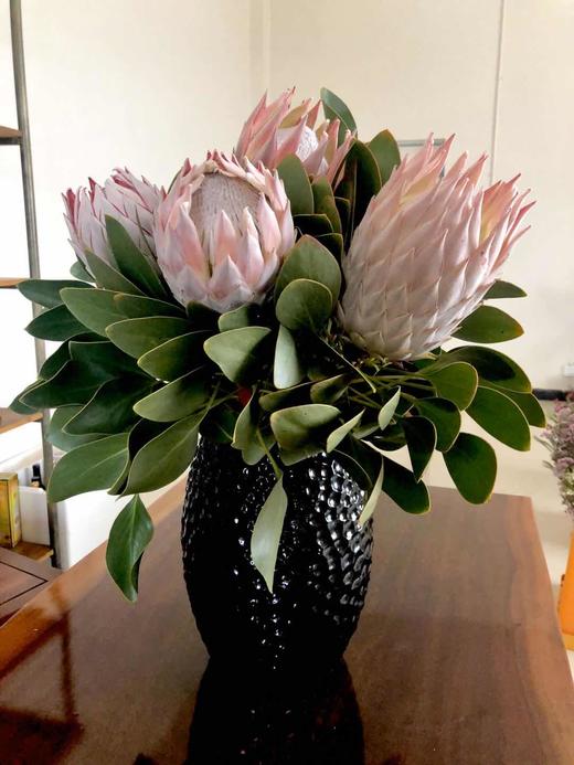 ‘杨月季’品牌-----王帝王（粉色） 商品图1