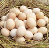 【助农】助销农家土鸡蛋，杂粮散养，营养丰富 商品缩略图4