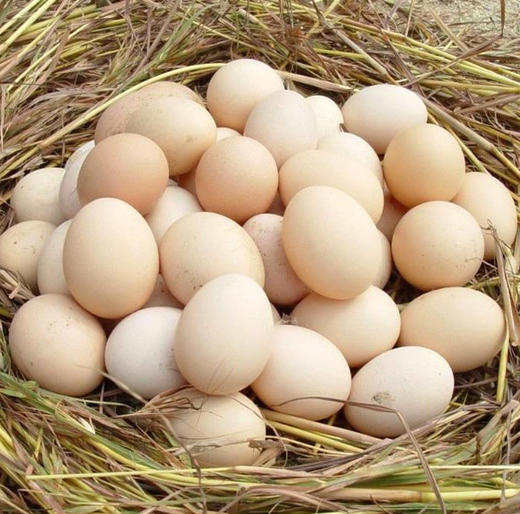【助农】助销农家土鸡蛋，杂粮散养，营养丰富 商品图4