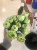 单头康乃馨DAN-绿色-开-18-20支/扎 商品缩略图0