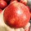 超大果南非油桃到货！超甜新鲜货，果肉橙黄，细腻无渣！吃口脆、口感好、颜色鲜艳欢迎品尝 商品缩略图4