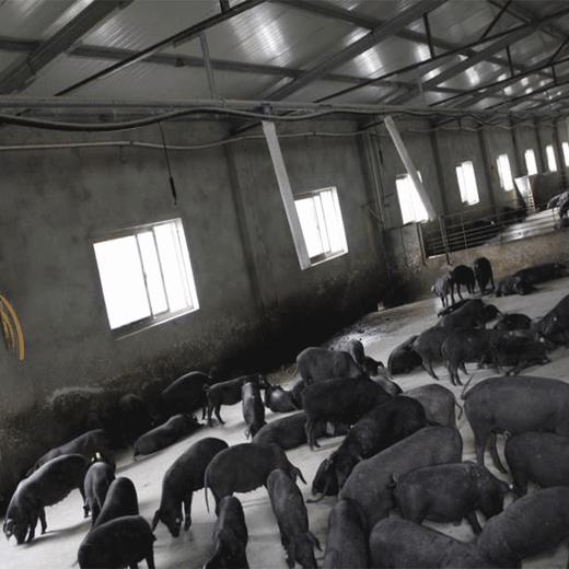 雪姐严选 黑猪肉纯手工香肠   2000g/盒 商品图5