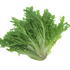 丝丝菜（新鲜苦菊） 商品缩略图0
