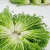丝丝菜（新鲜苦菊） 商品缩略图1