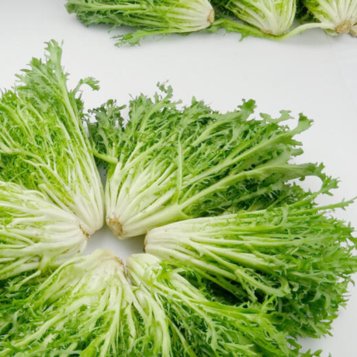 丝丝菜（新鲜苦菊） 商品图1